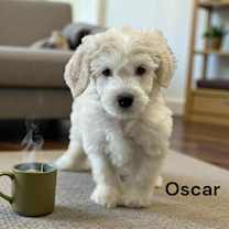 adopt-pet