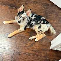 adopt-pet