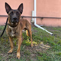 Thumbnail photo of Atticus  #3