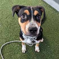 adopt-pet