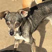 Thumbnail photo of Portabella #1