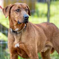 Thumbnail photo of CHANCE #4