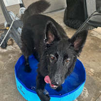 Thumbnail photo of RICO #1