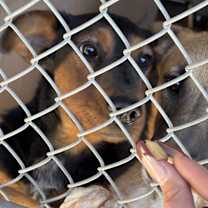 Thumbnail photo of Midnight #2