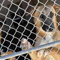 Thumbnail photo of Midnight #3