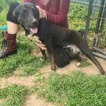 Thumbnail photo of Precious #3