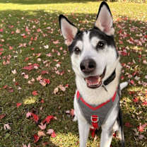 adopt-pet
