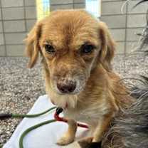 adopt-pet