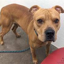 adopt-pet