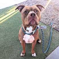 adopt-pet