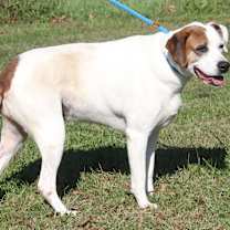 Thumbnail photo of Morgan (Spayed) #1