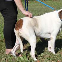 Thumbnail photo of Morgan (Spayed) #3