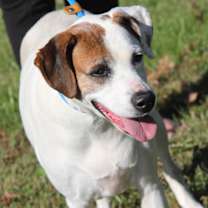 Thumbnail photo of Morgan (Spayed) #4