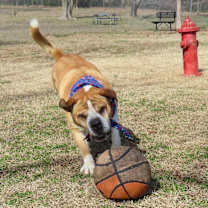 Thumbnail photo of Bird #2