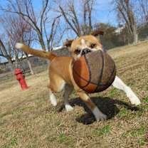 Thumbnail photo of Bird #3