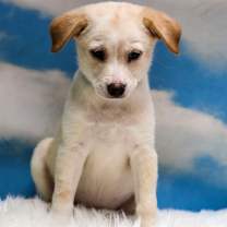 adopt-pet