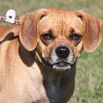 Thumbnail photo of Sparrow (Spayed) #4