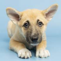 adopt-pet