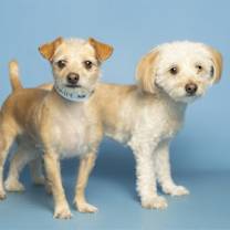 adopt-pet