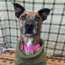 Thumbnail photo of Finley #1