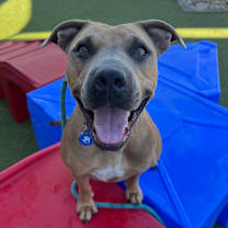 adopt-pet