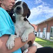 Thumbnail photo of Dax- 052308T #3