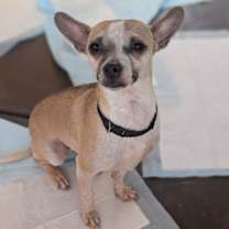 Thumbnail photo of Ramona #1