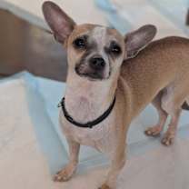 Thumbnail photo of Ramona #2