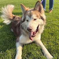 Thumbnail photo of Kuzco #3