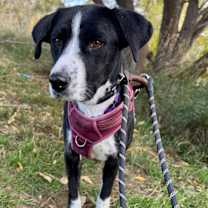 Thumbnail photo of Beppi #1