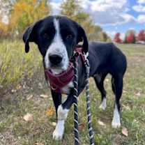 Thumbnail photo of Beppi #4