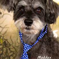 adopt-pet
