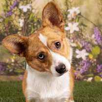 adopt-pet
