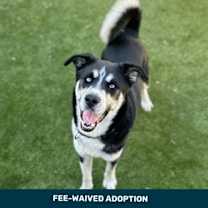 adopt-pet