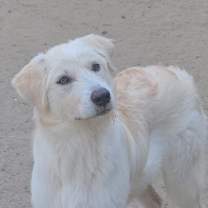 Thumbnail photo of Mona Lisa #1