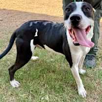 Thumbnail photo of Declan #3