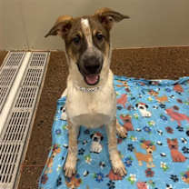 adopt-pet