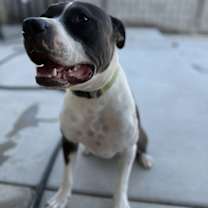 adopt-pet