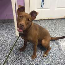 Thumbnail photo of Debra - Reduced Adoption Fee #2