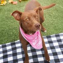 Thumbnail photo of Debra - Reduced Adoption Fee #3