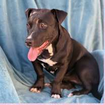 adopt-pet