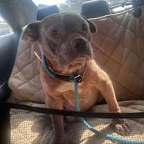 Thumbnail photo of Jabba the Mutt #2