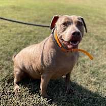 Thumbnail photo of Honey #2