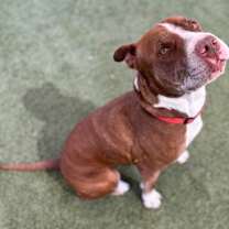 adopt-pet