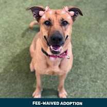 adopt-pet