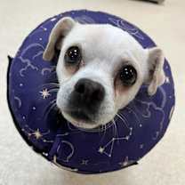 adopt-pet