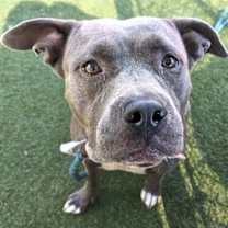 adopt-pet