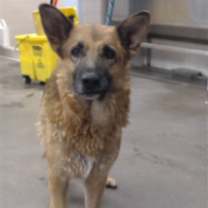 adopt-pet