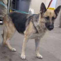 adopt-pet