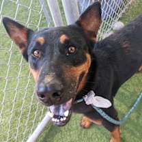 adopt-pet